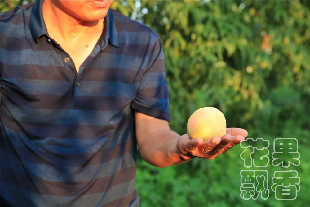 老板,这个水果多少钱?不用,你帮我介绍客户就行了