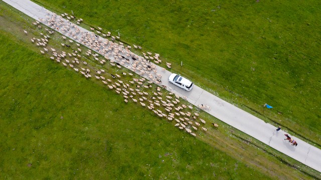 坝上草原真的适合避暑吗,坝上草原旅游详细攻略