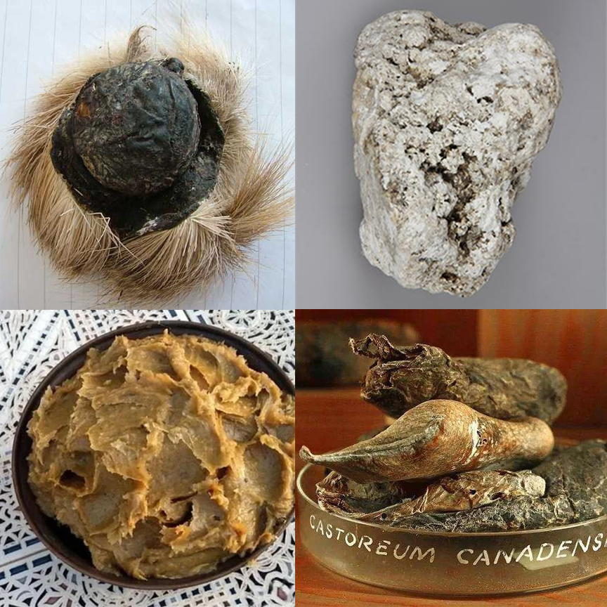 小灵猫深圳,深圳小灵猫