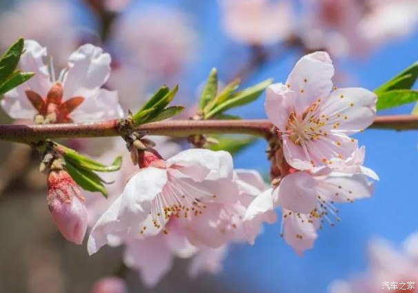 十首春意盎然绝美诗词,初春最美的十首诗词