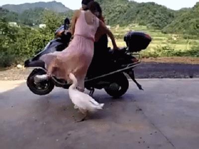 神回复的含义是什么,神回复的语句