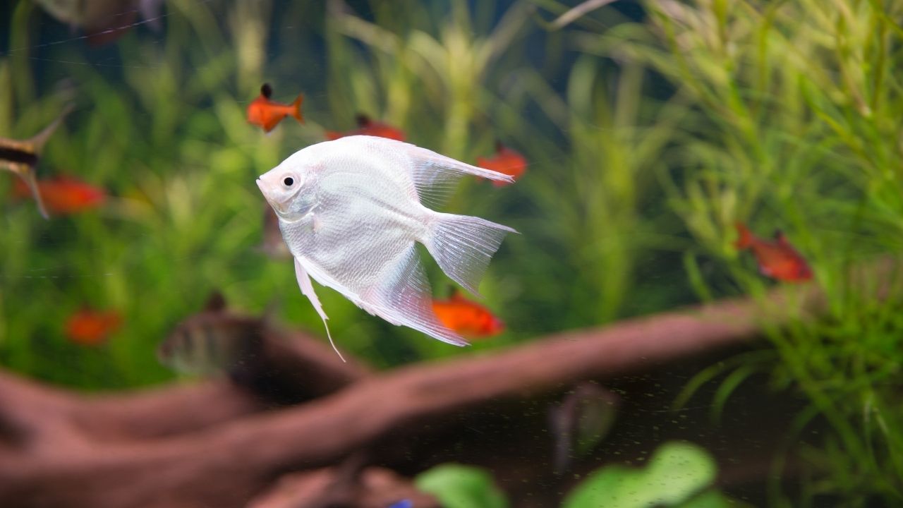 快速培养建立硝化细菌系统，什么是氮循环？如何启动鱼缸氮循环？