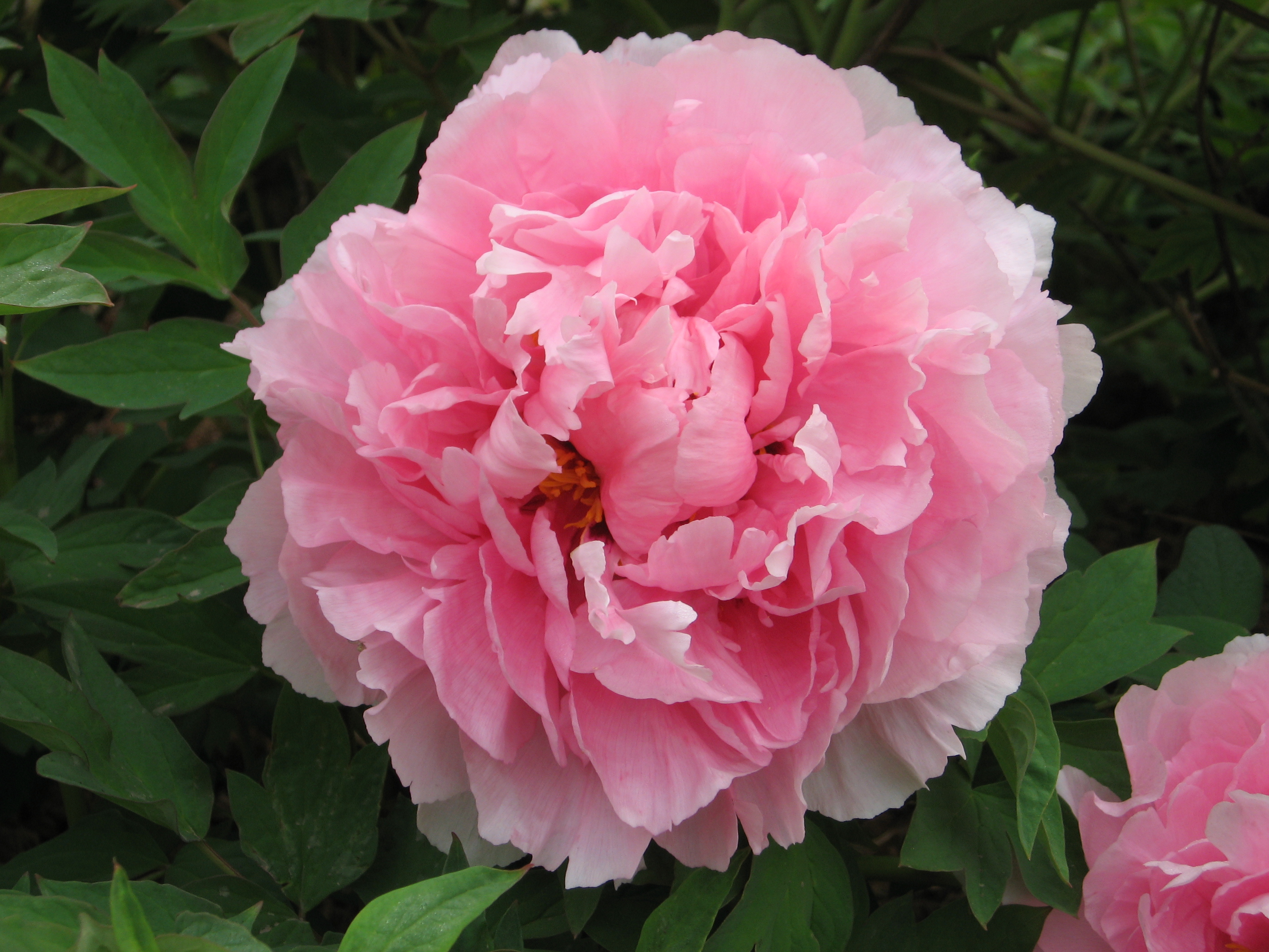 欣赏牡丹花开视频,牡丹各品种的花芽