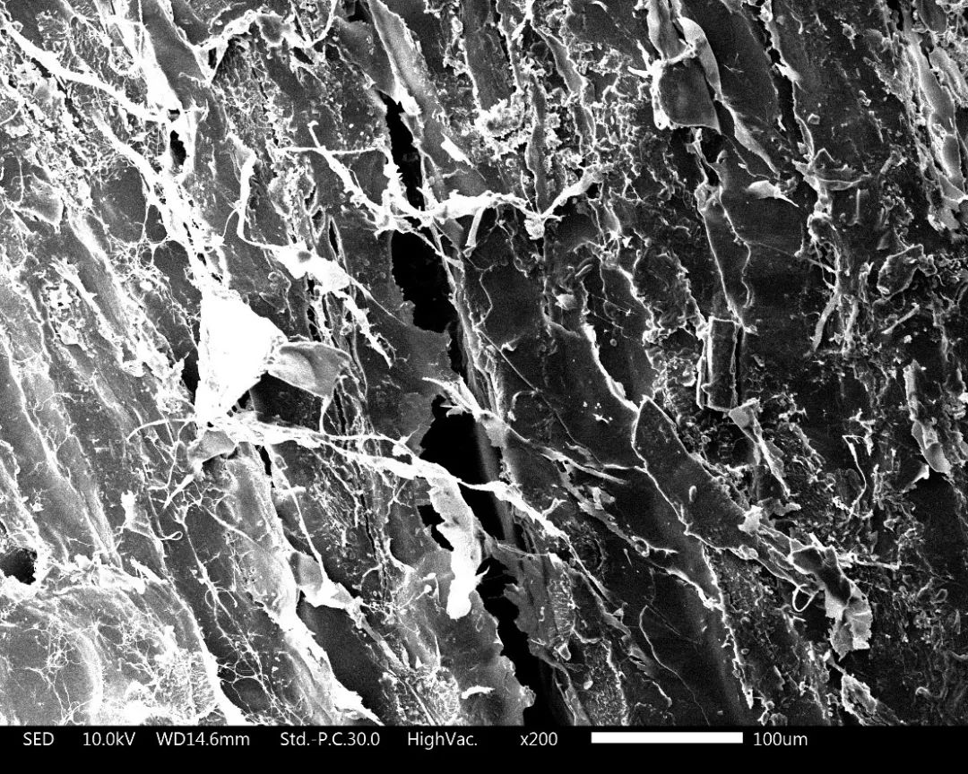 养猫忠告尽量少买华而不实的东西,养猫容易被忽悠买的东西