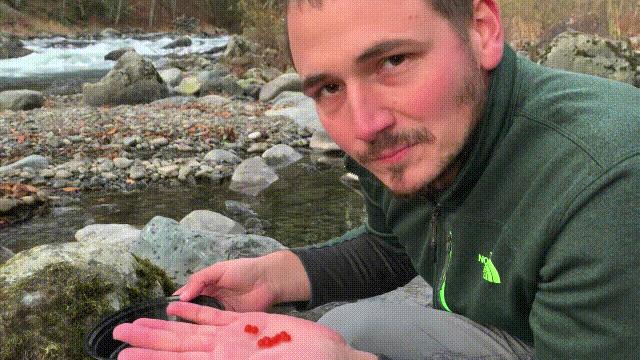 国内的假三文鱼是什么鱼,哪种才是真正的三文鱼