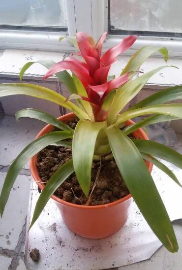 鸿运当头叶子干卷的原因及解决方法介绍