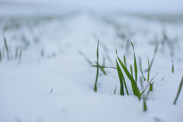 2023年兔是白兔还是黑兔,2023年黑兔好吗