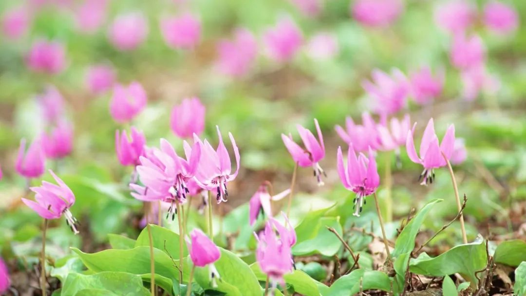 万物有灵|花似猪牙赛西施——猪牙花