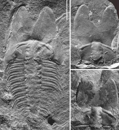 山东三叶虫化石真假,三叶虫远古生物图片