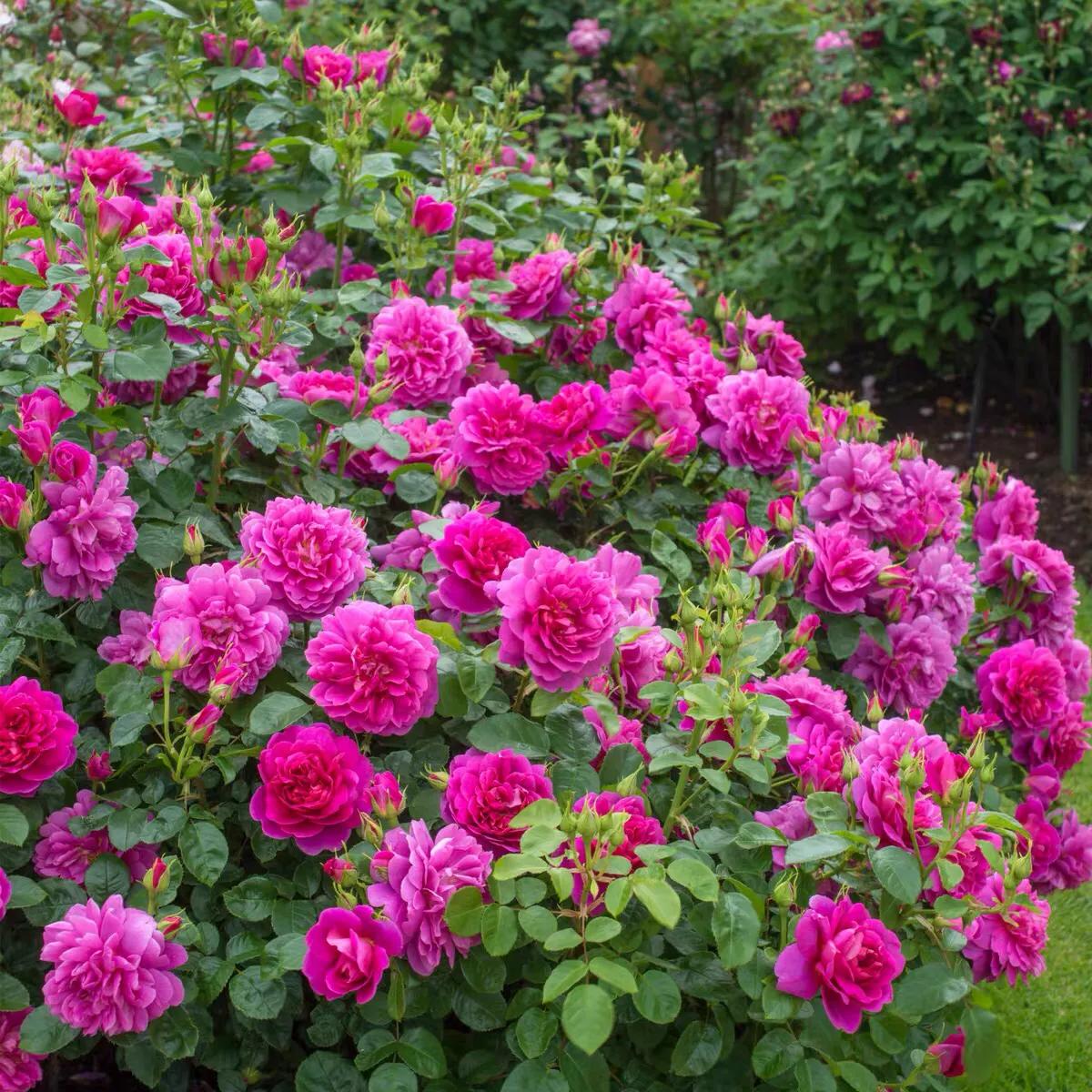 月季安妮公主怎么养,美人丽芙法式优雅月季