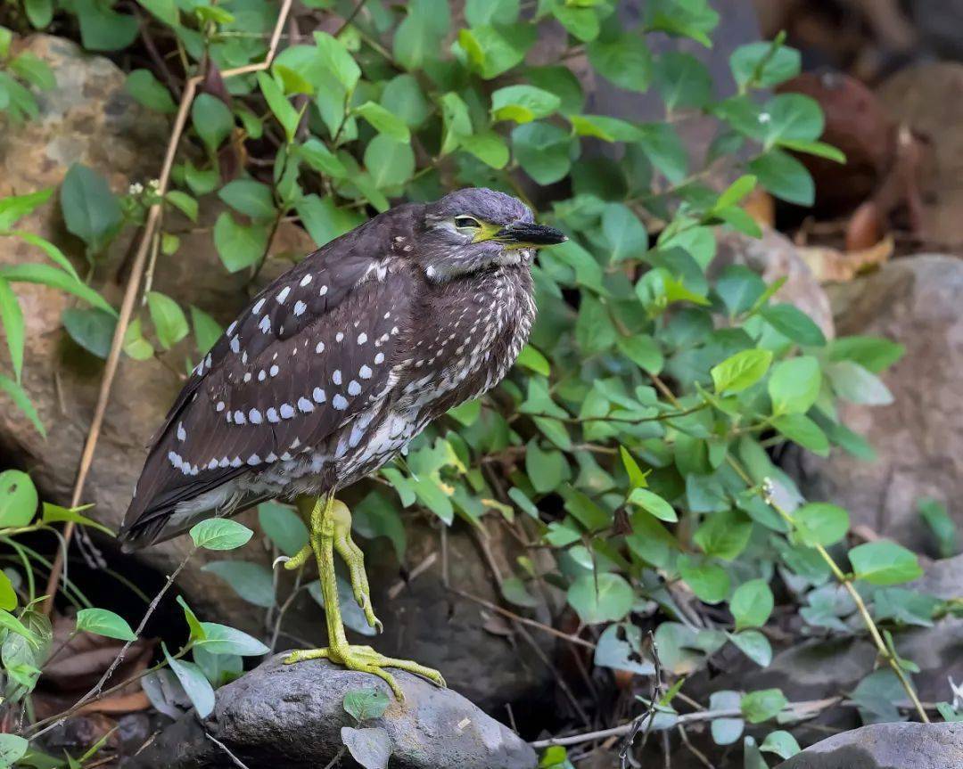 杭州钓鱼男子救人,广东男子在河边救下一只怪鸟