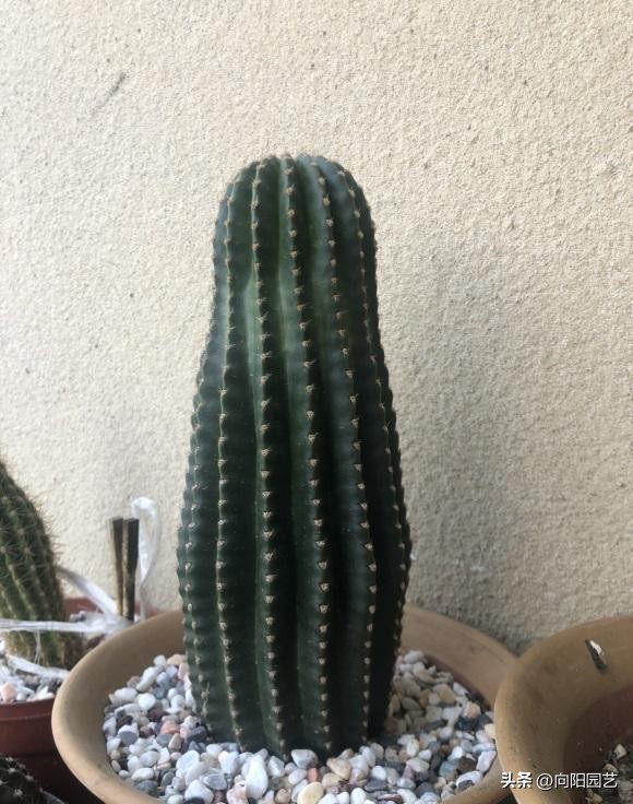 嫁接的仙人球有什么缺点,仙人球嫁接多久可以去薄膜