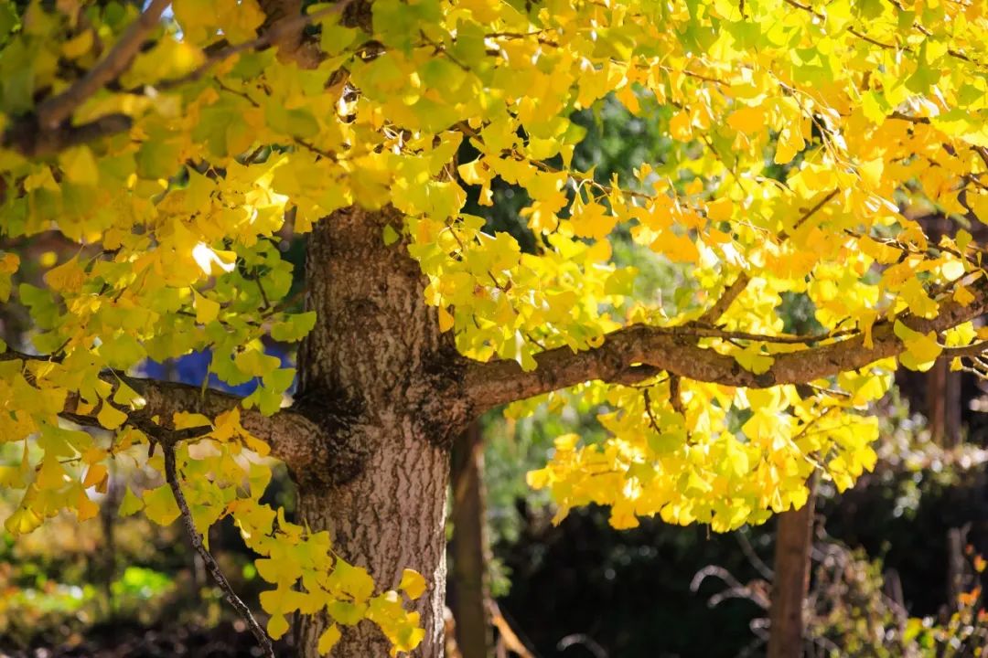含有秋字的古诗100首飞花令,带秋字的诗句飞花令100句