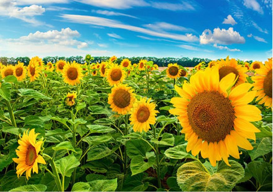 种向日葵的句子,种向日葵诗