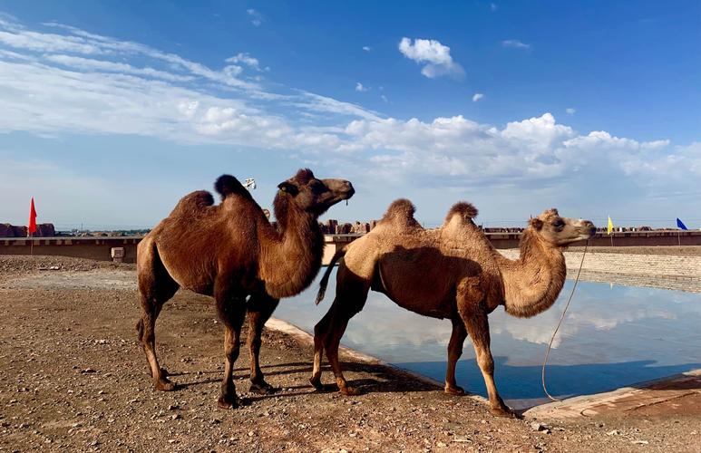 从新疆出发内地旅游省钱攻略,五一3-5天短途旅游推荐疆内