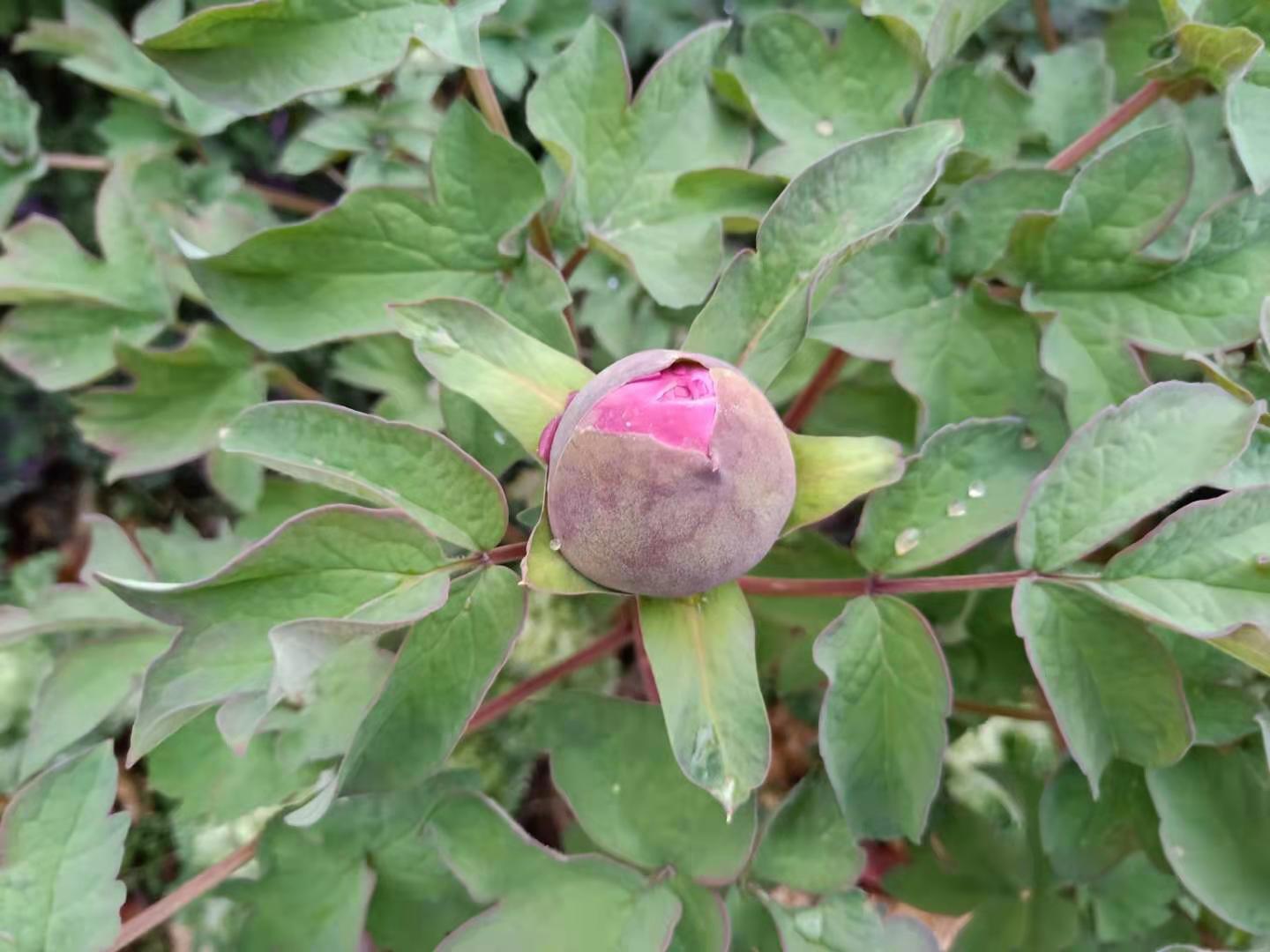 牡丹吊兰的养殖方法和注意事项,扶桑牡丹的养殖方法和注意事项
