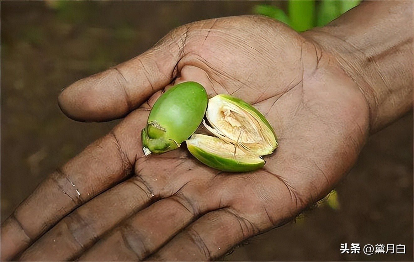 义乌永久下架槟榔，歌手傅松曾嚼槟榔6年患癌离世，生前脸部溃烂