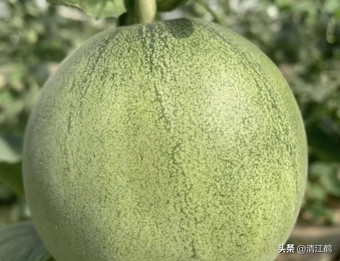 有什么好吃的甜瓜品种适合种植,适合南方种植的黄色厚皮甜瓜品种