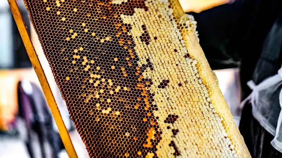 【上饶天下SHOW之广信区】中华蜜蜂谷:藏在五府山竹海密林中的蜜蜂“乐园”