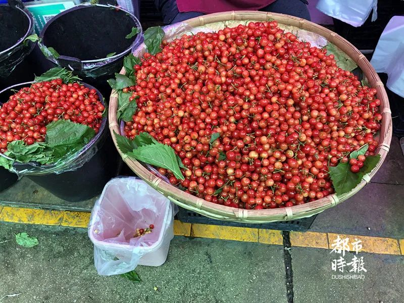 昆明今年樱桃采摘,新鲜樱桃上市