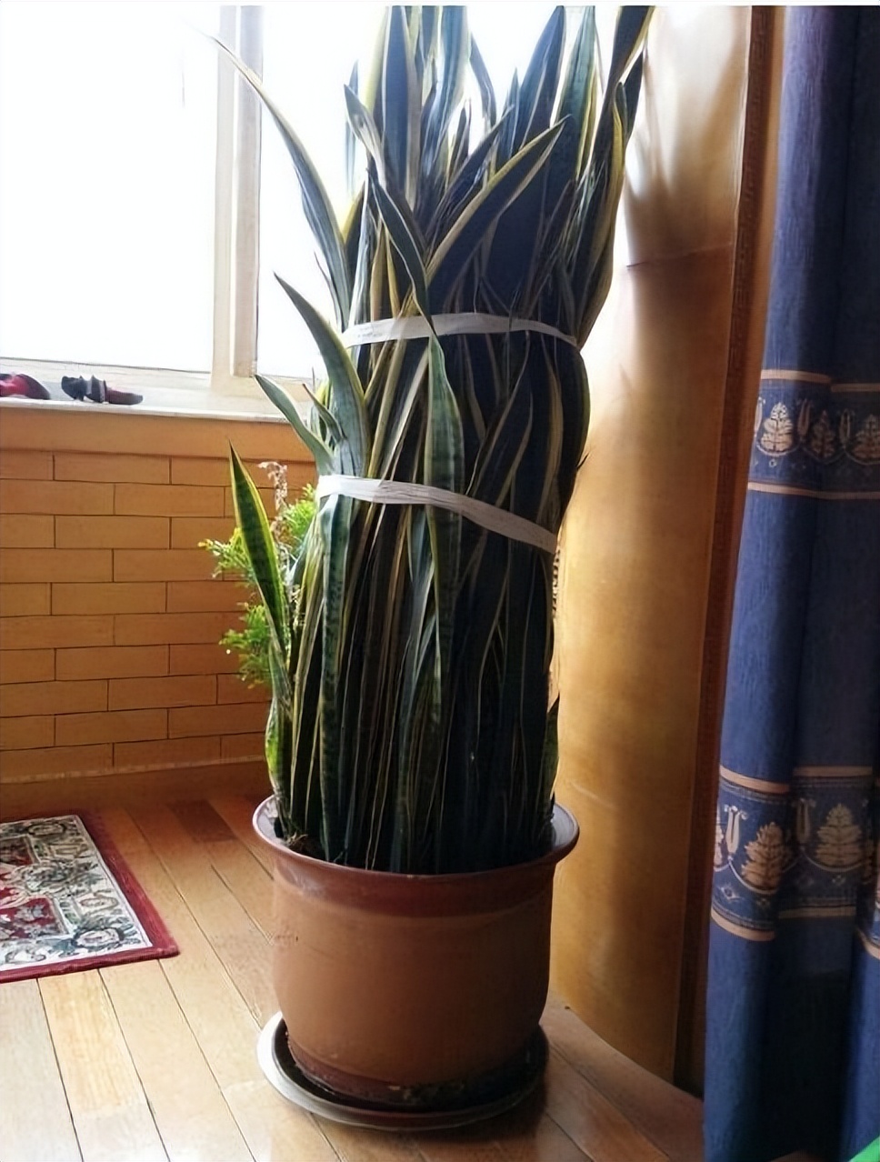 想要养好绿萝注意这几点就够了,绿萝养殖方法和注意事项和禁忌