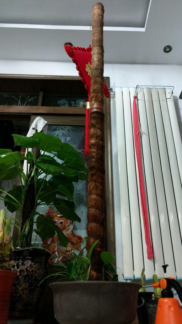 怎样制作绿萝柱长得快,绿萝怎么做成绿萝柱