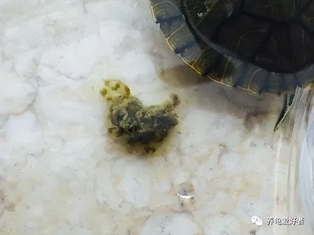 养龟最常见的病,养龟夏季浅水冬季深水
