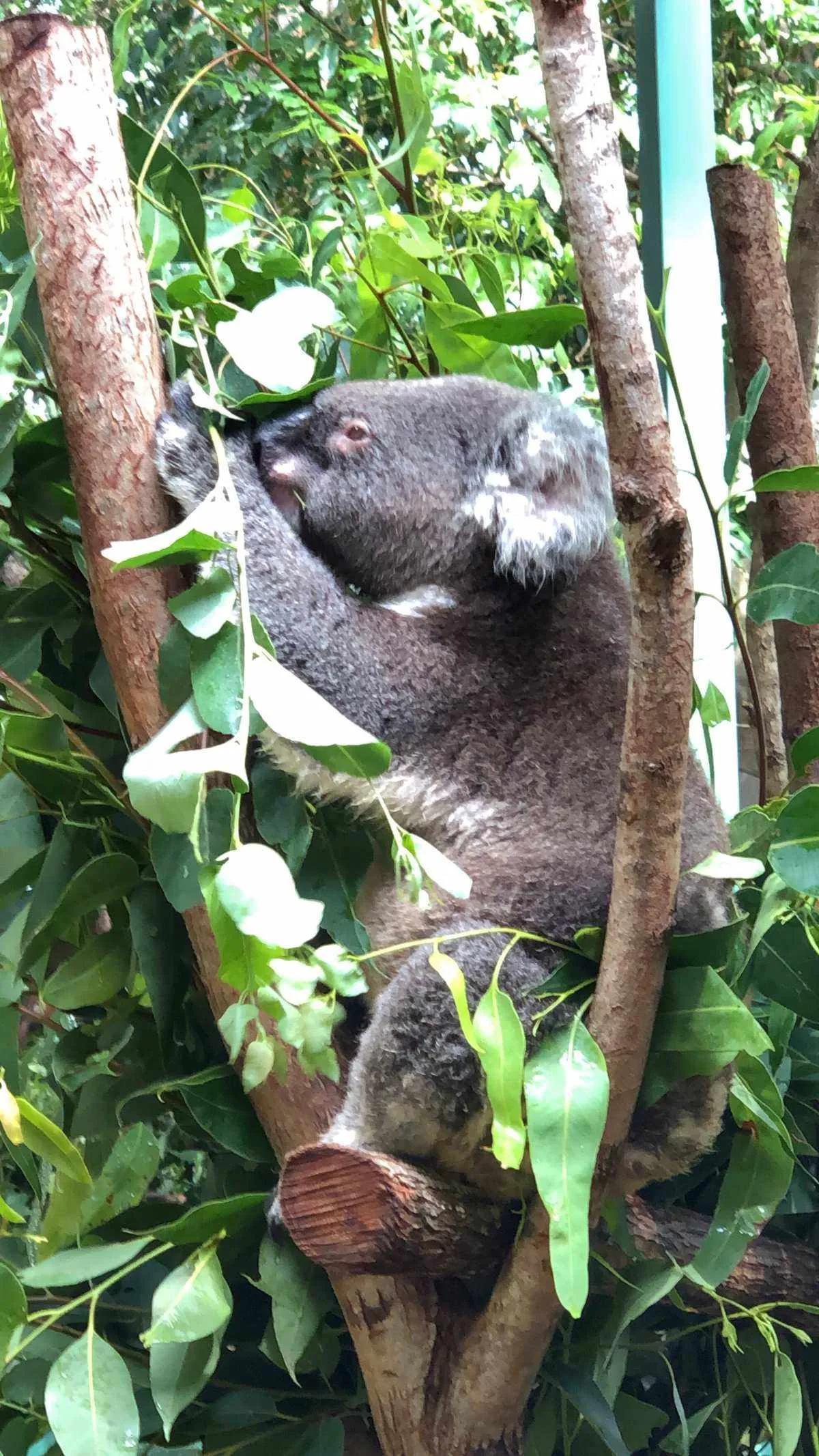 广州长隆野生动物世界有大象吗,广州长隆野生动物世界有多少动物