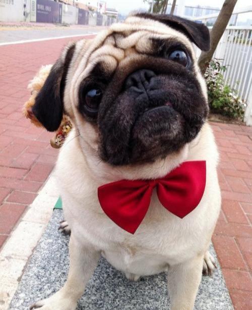 如何使巴哥犬长胖,巴哥犬太瘦怎么办