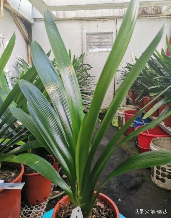 君子兰买小苗好还是大苗好,网上买的裸根君子兰种植方法步骤