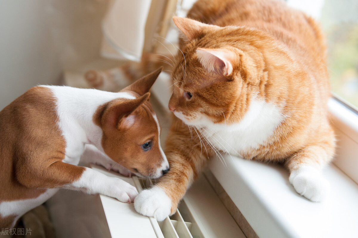 世界上最大的蜈蚣是哪几种,世界上最大的蜈蚣你绝对没见过