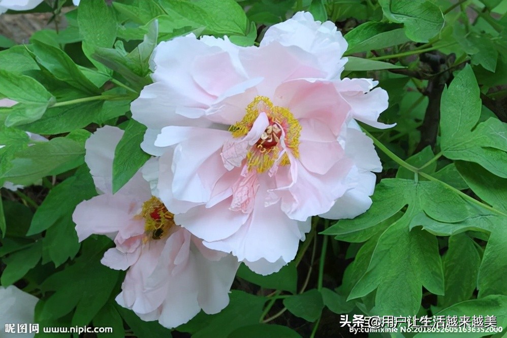 牡丹为什么被称为中国的国花,为什么牡丹能成为中国的国花