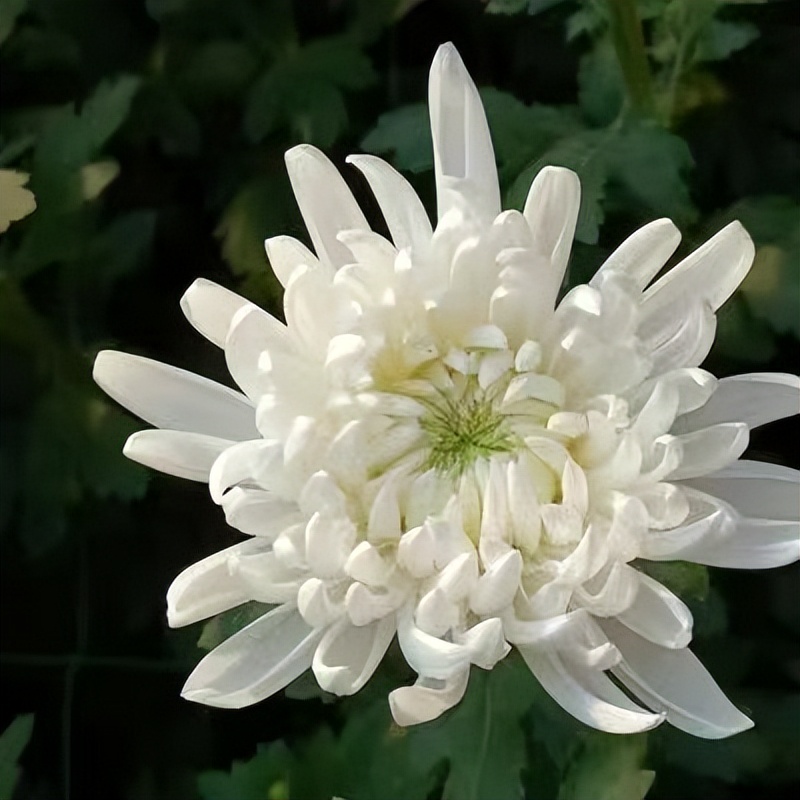 花洲诗苑/众友合辑第31期深切悼念邓州才女耿秀丽*白云朵朵专刊