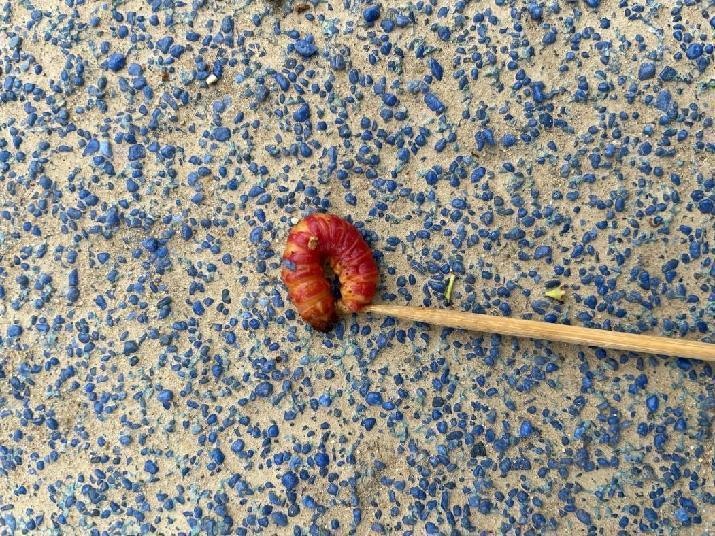 12月份园林绿化养护工作重点,元月份园林养护重点工作