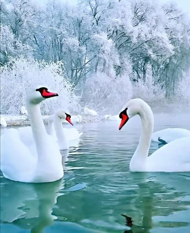 动物千姿百态,动物园的动物千姿百态