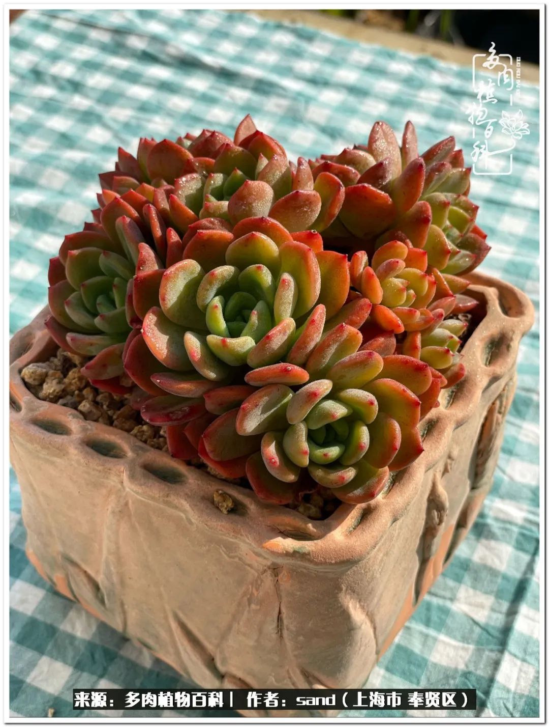 养点花草给生活添点乐趣,养点花花草草心情自然会好