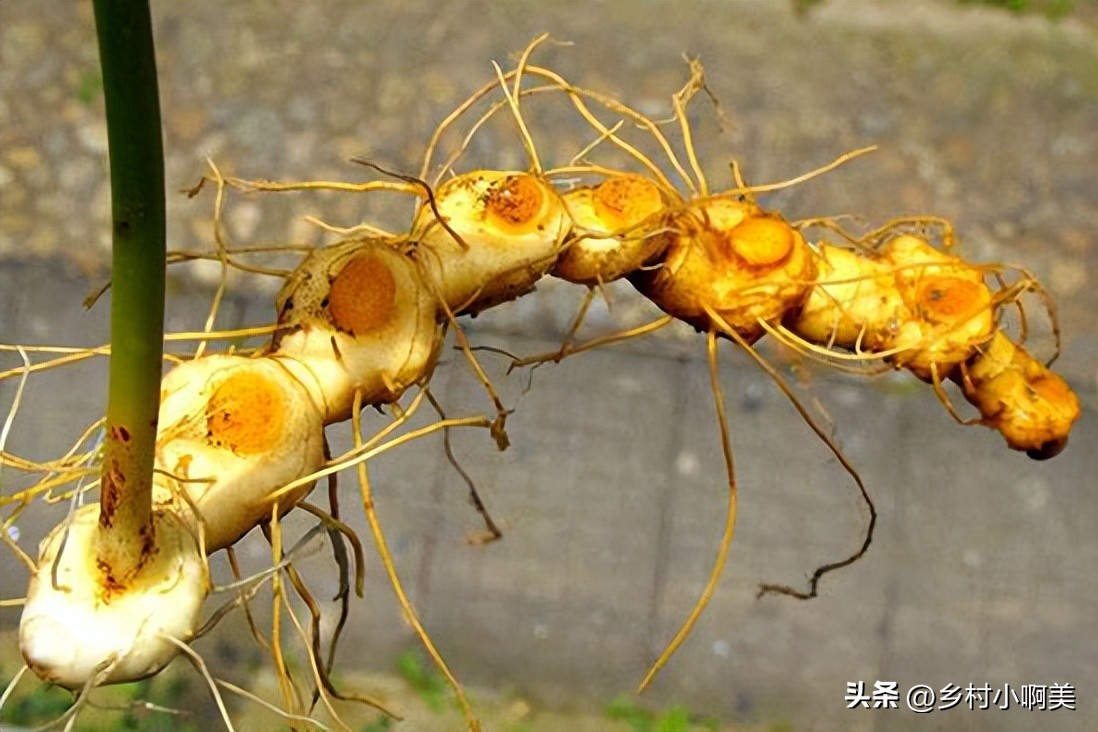 俗称小人参的植物煲汤,鸡头参怎么做药用价值最大
