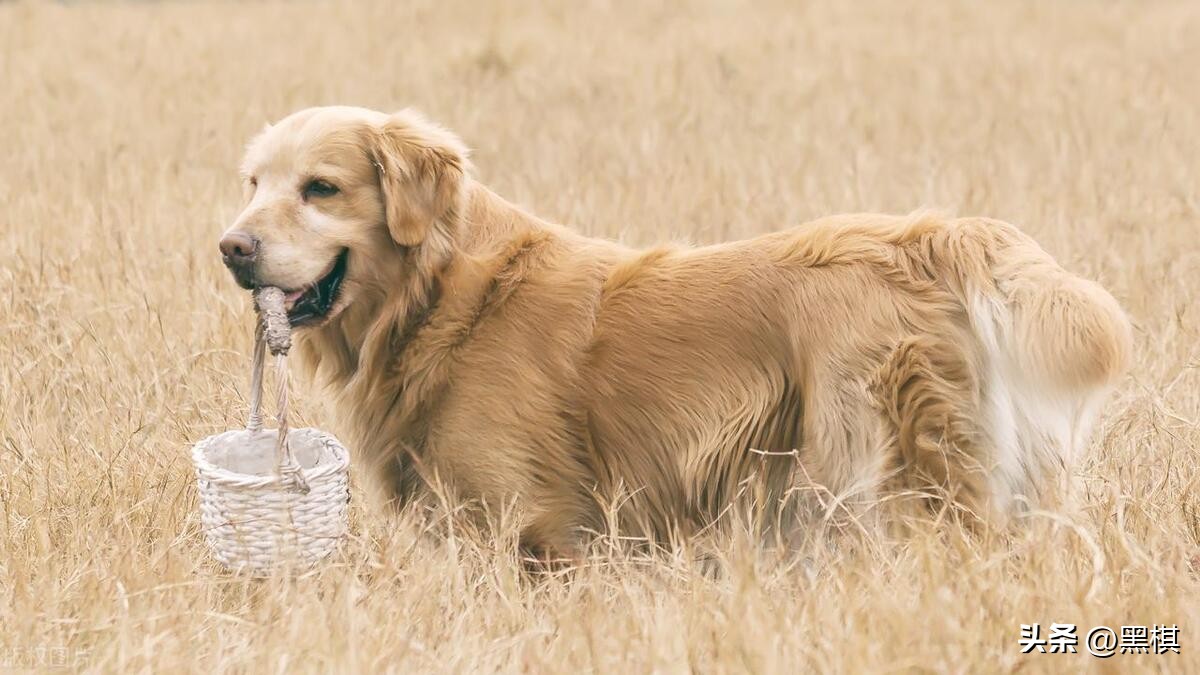 哪些狗狗长得最好看前十名,狗狗聪明品种排行榜前十名