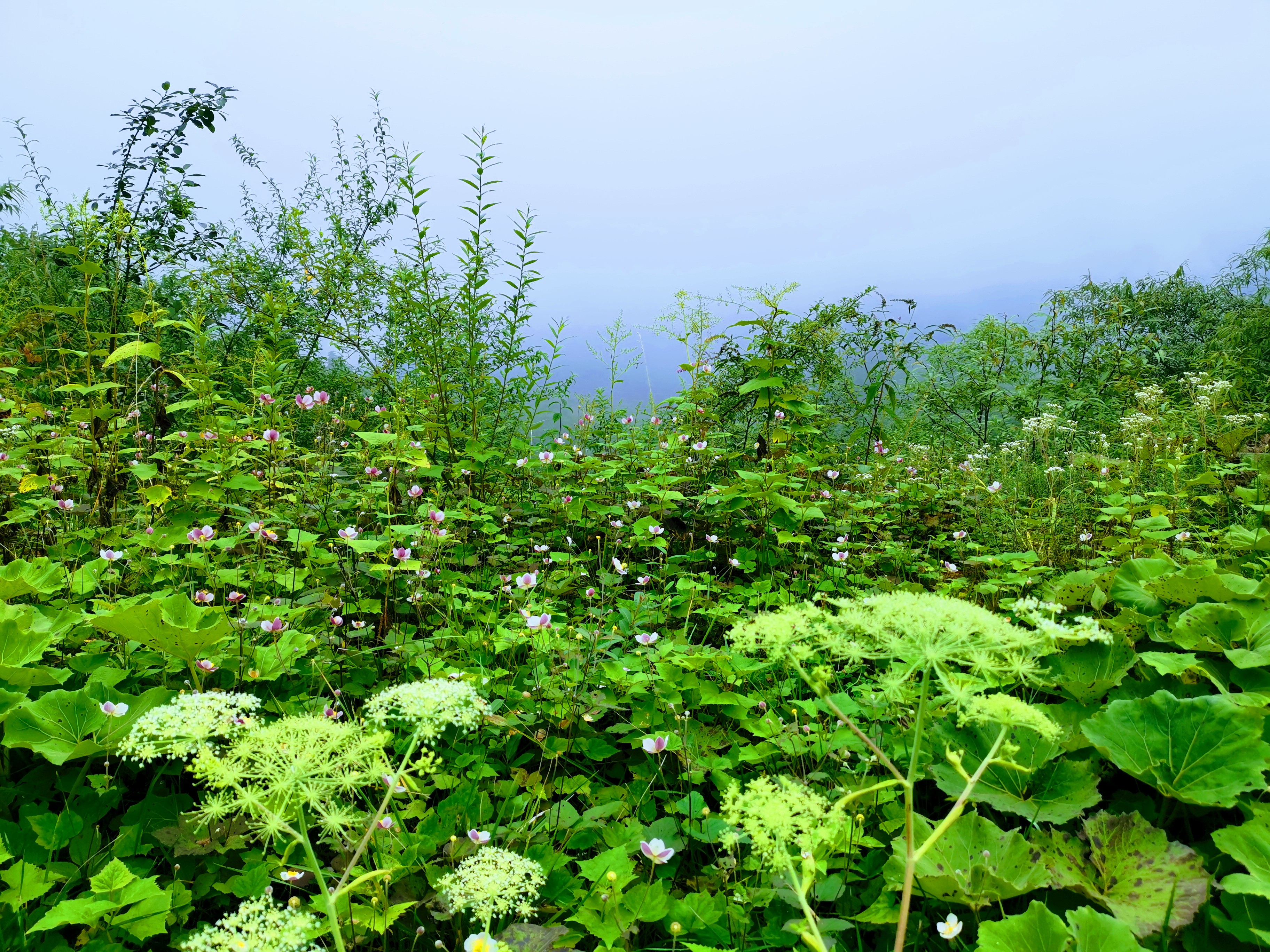 成都大邑徒步旅游攻略,大邑西岭雪山后山门票