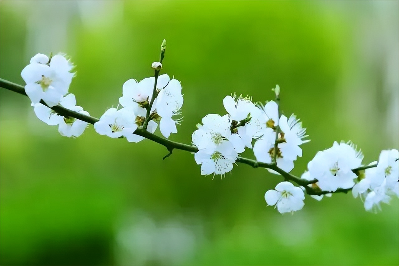 形容春天的唯美古诗词,最唯美春天的诗句古诗