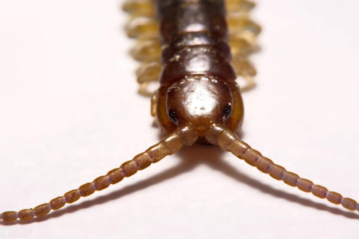 房间里有蜈蚣怎么灭,房间内驱除蜈蚣最有效方法