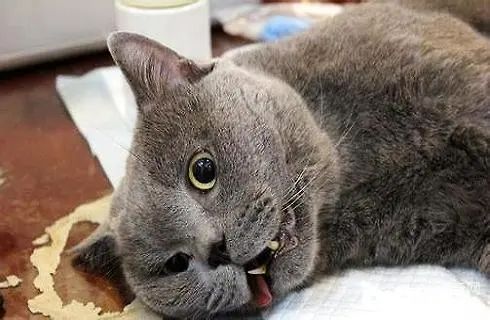 猫咪除了公母，居然还隐藏其他性别!?