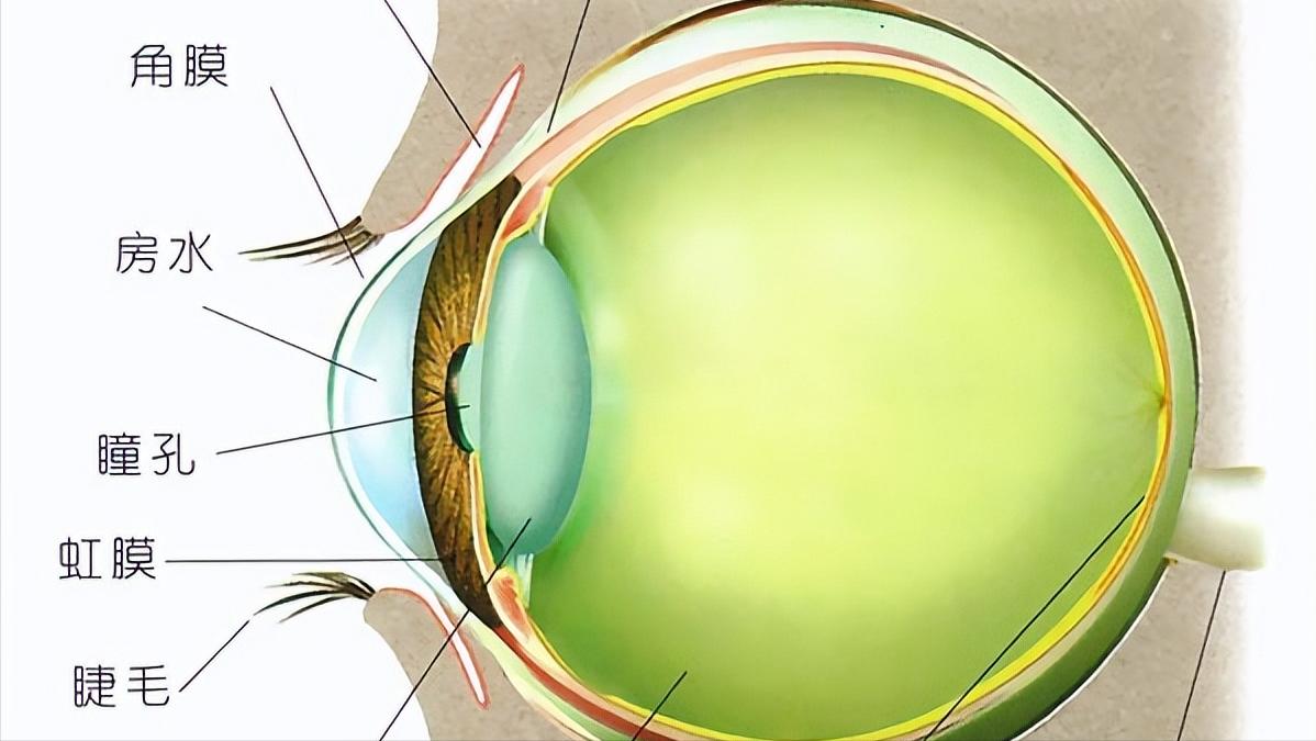 高血压引起脑出血最佳抢救时间,家里老人有点脑出血一般怎么治