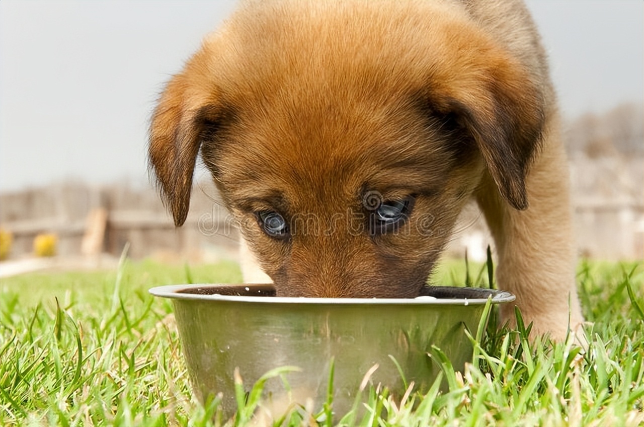 狗狗便血拉稀可以吃云南白药粉吗,狗狗拉稀便血吃什么药好得快