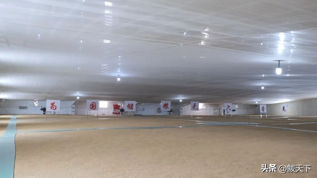 中储粮收不收转基因玉米,中储粮营口直属库