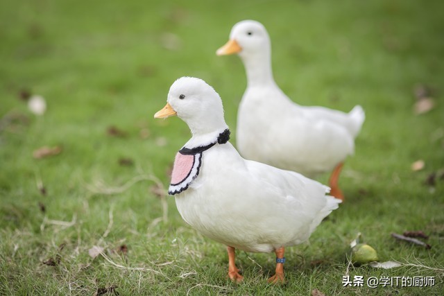 在农村养殖柯尔鸭,柯尔鸭养殖攻略大全