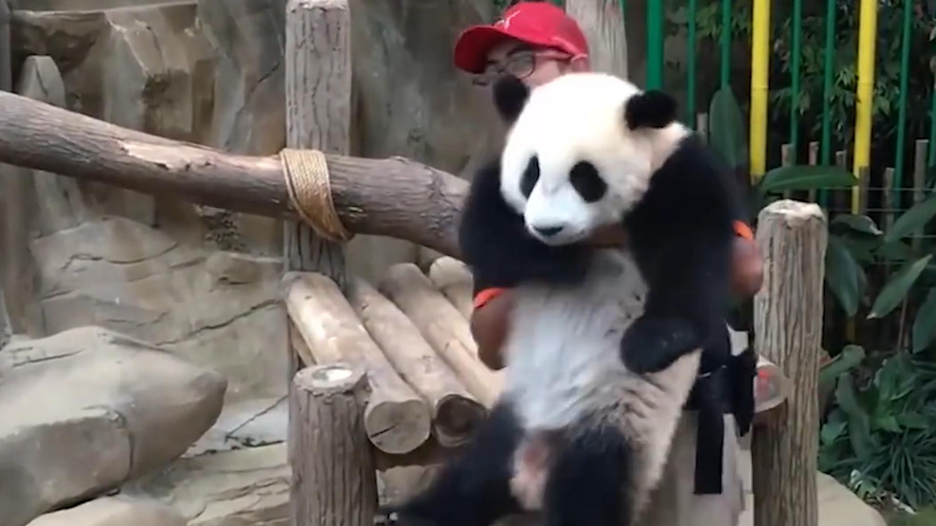 熊猫因为太能吃，1年花费400万，竟然被别国“退货”？