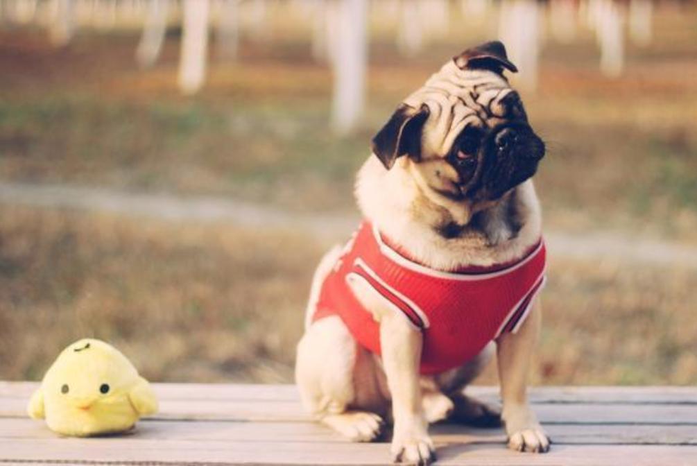 巴哥犬拉肚子又吐怎么办,小巴哥犬流鼻涕拉肚子
