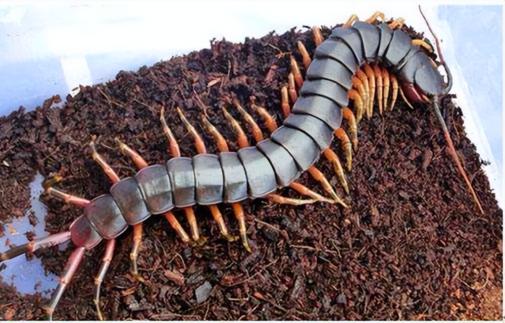 海关查获活体巨人蜈蚣体脂率咋算,海南海关查获加拉帕戈斯巨人蜈蚣