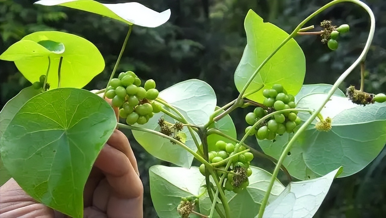 千金藤素到底是啥？南方农村很常见，过去当柴烧，如今火了